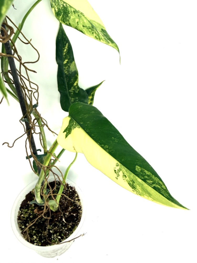Philodendron_domesticum_variegata