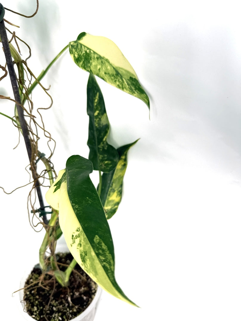 Philodendron_domesticum_variegata