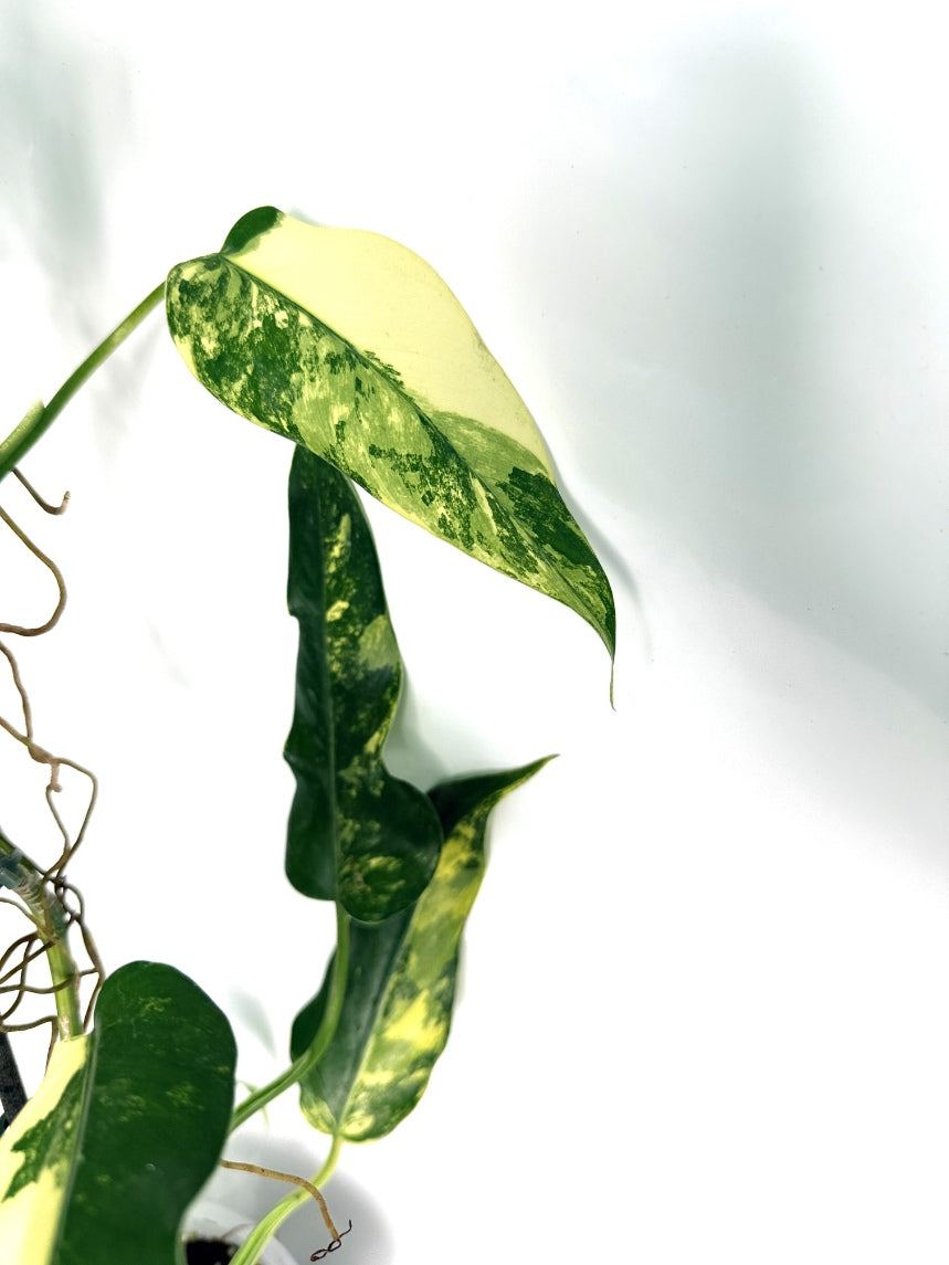 Philodendron_domesticum_variegata