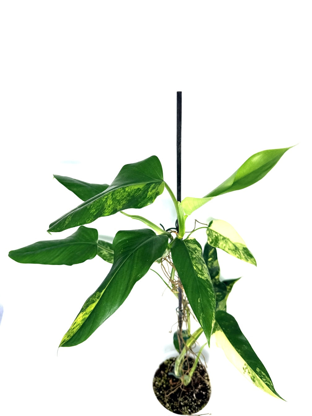 Philodendron_domesticum_variegata