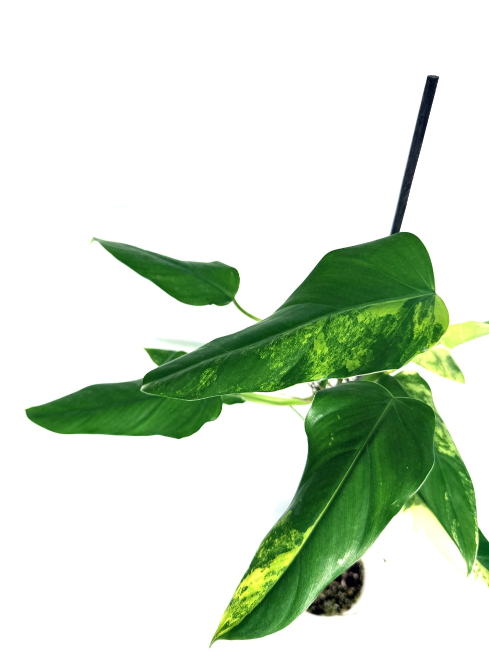 Philodendron_domesticum_variegata