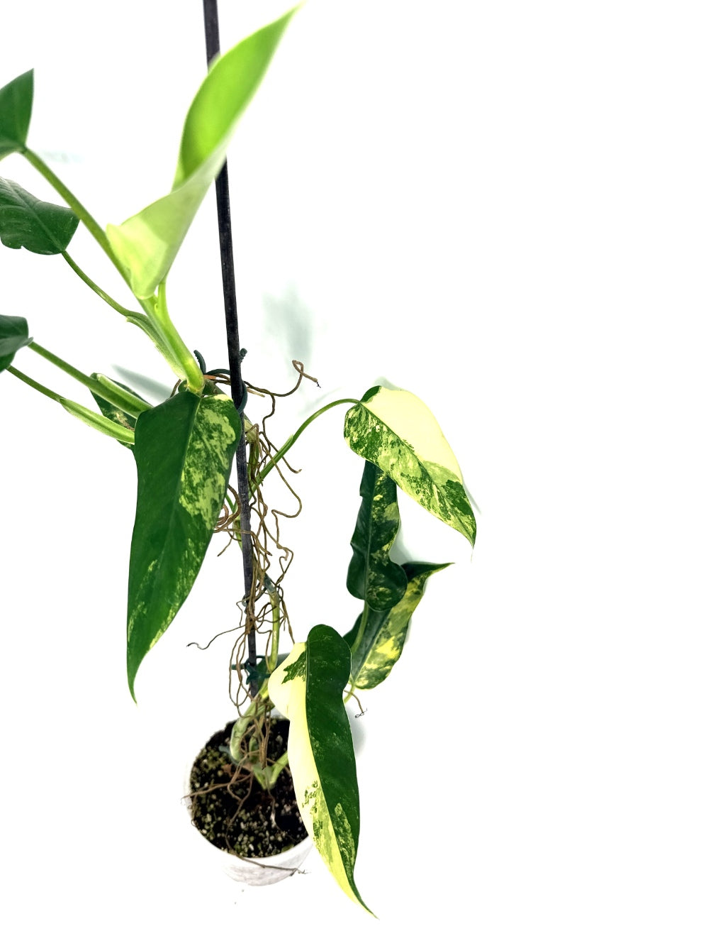 Philodendron_domesticum_variegata