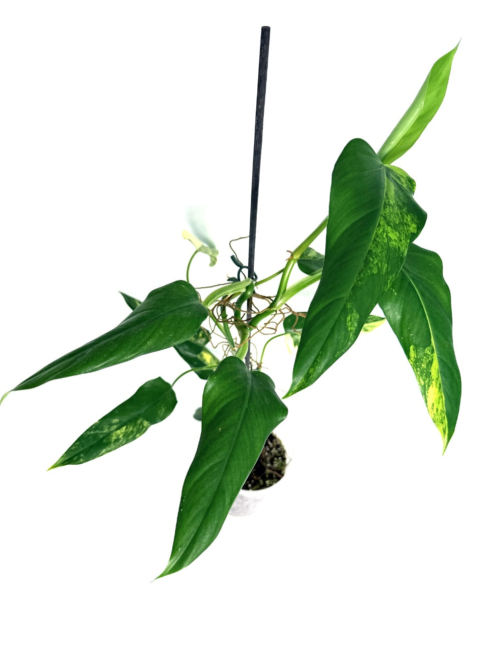 Philodendron_domesticum_variegata