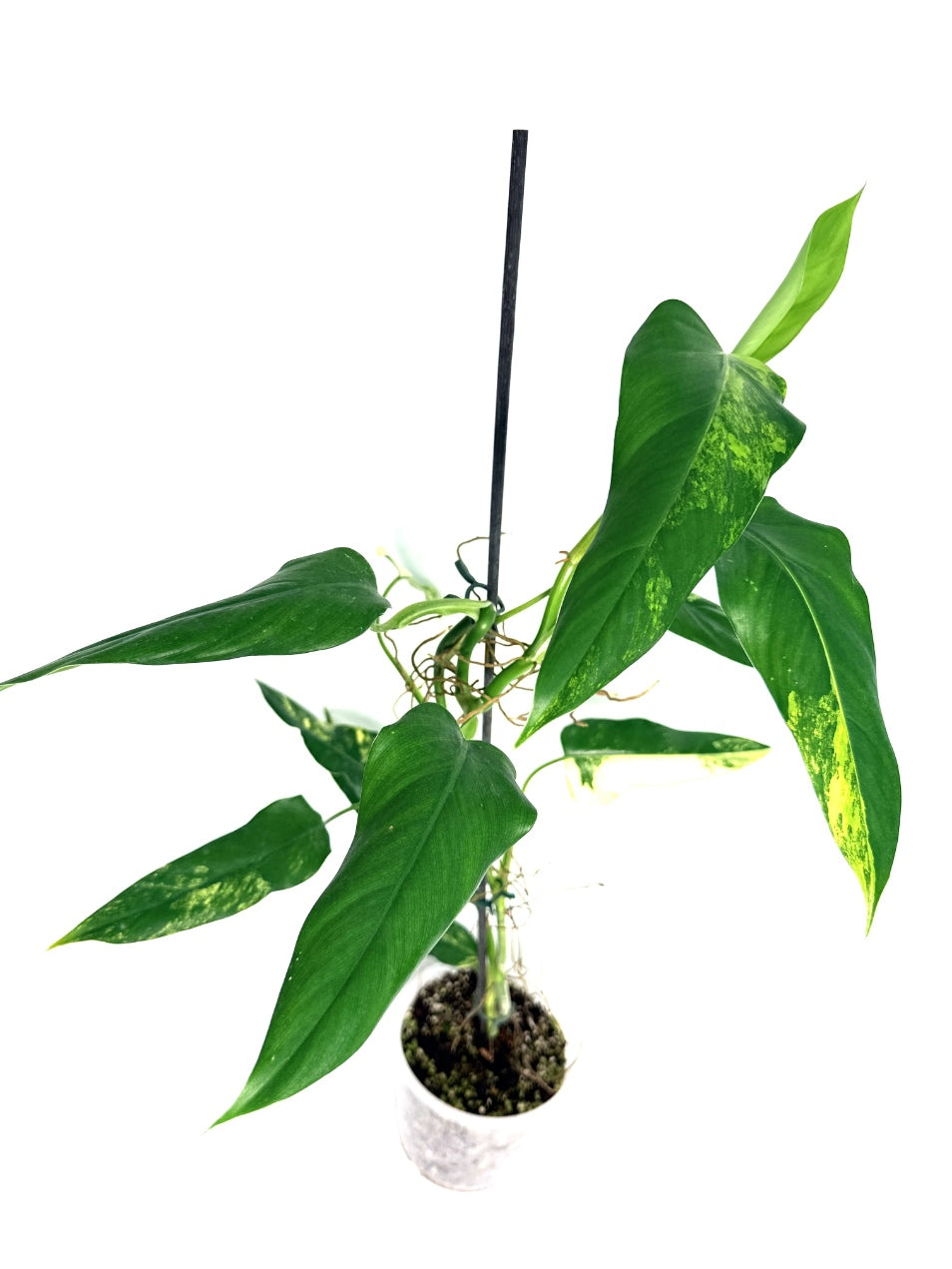 Philodendron_domesticum_variegata