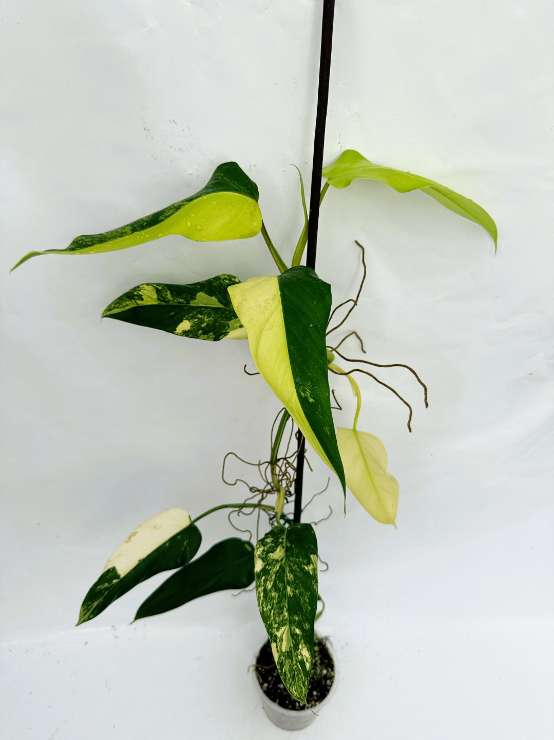 Philodendron_domesticum_variegata