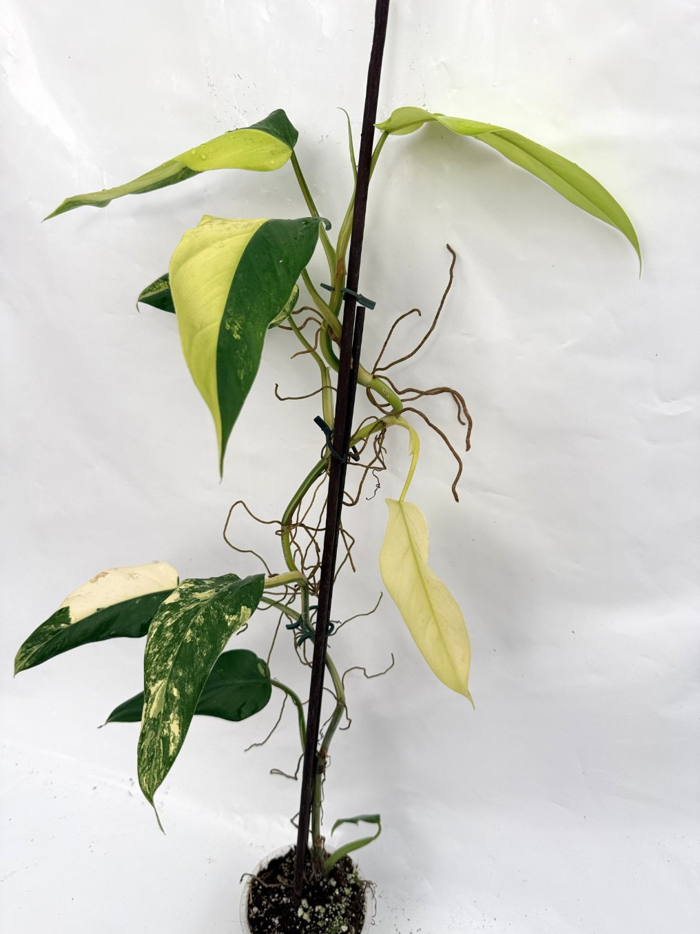 Philodendron_domesticum_variegata