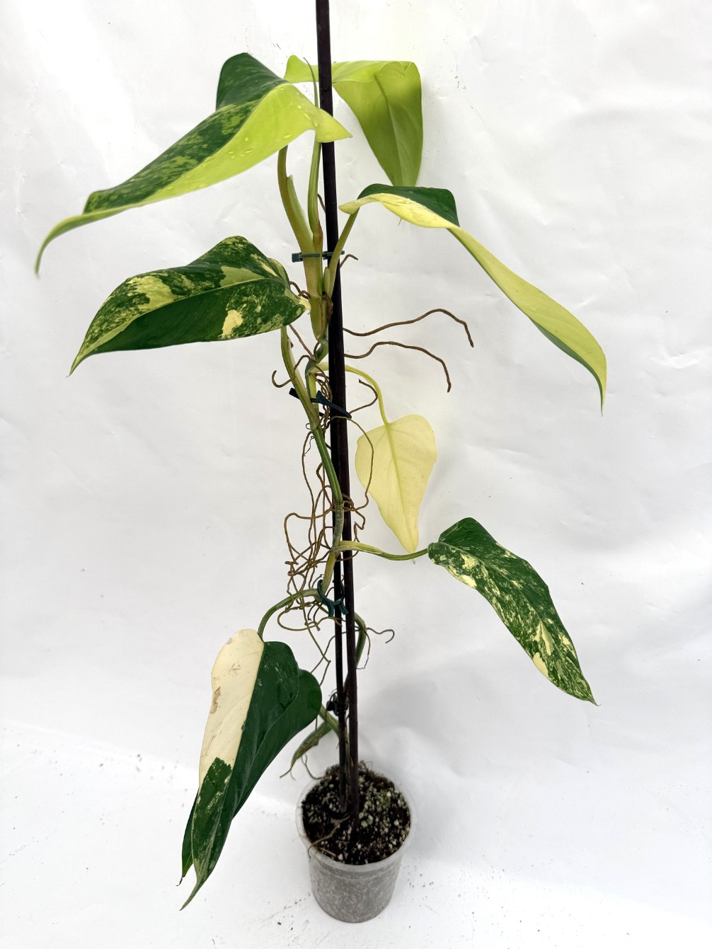 Philodendron Domesticum Variegata XXL