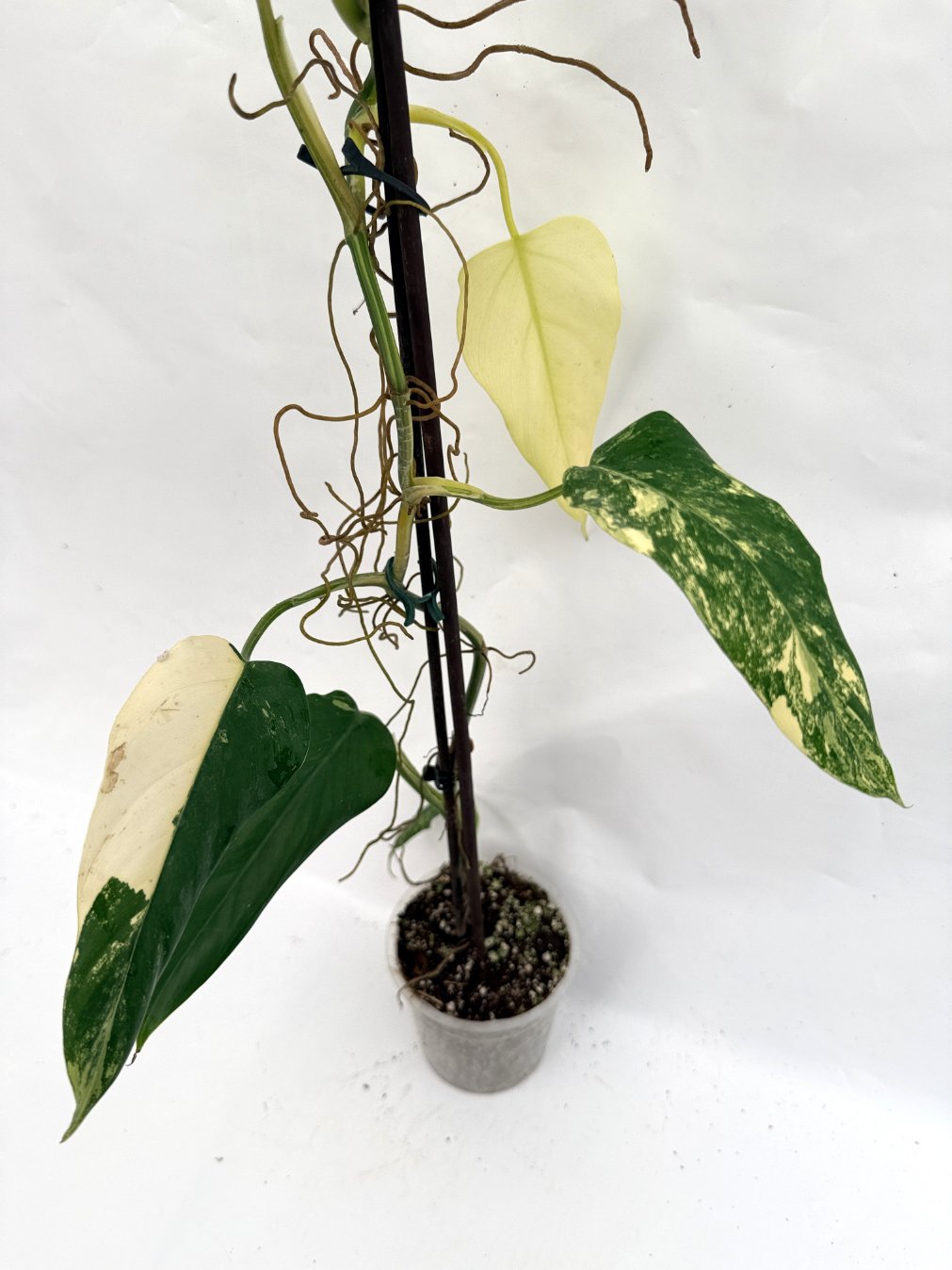 Philodendron_domesticum_variegata