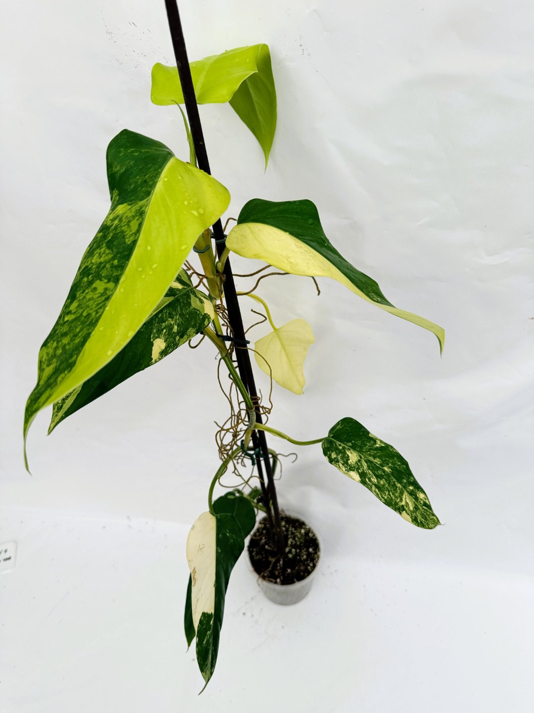 Philodendron_domesticum_variegata