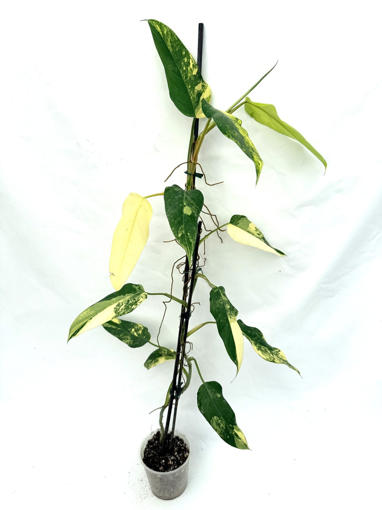 Philodendron_domesticum_variegata