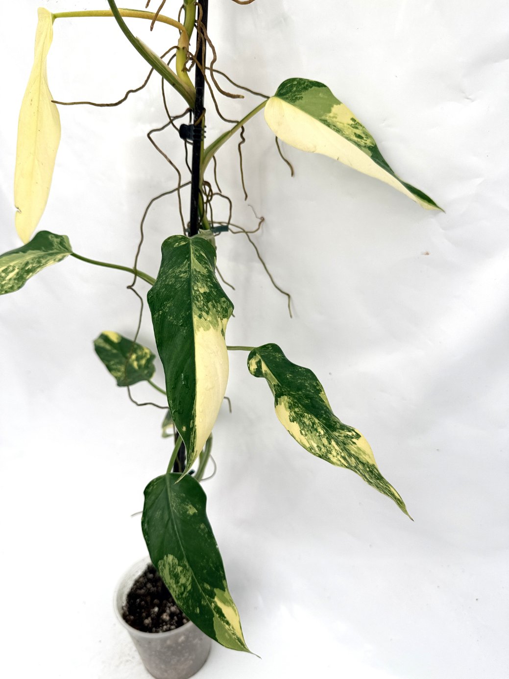 Philodendron_domesticum_variegata