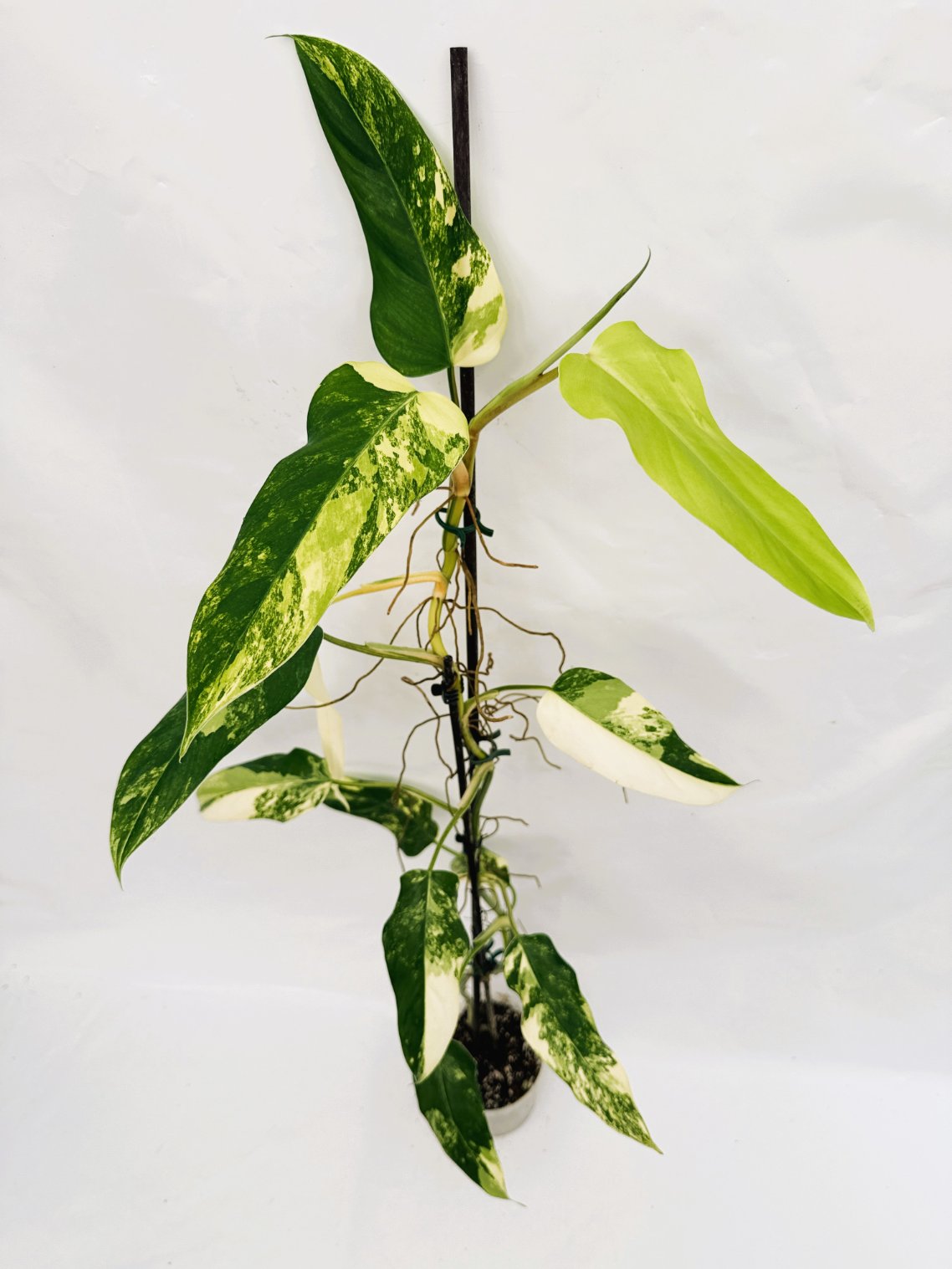Philodendron_domesticum_variegata