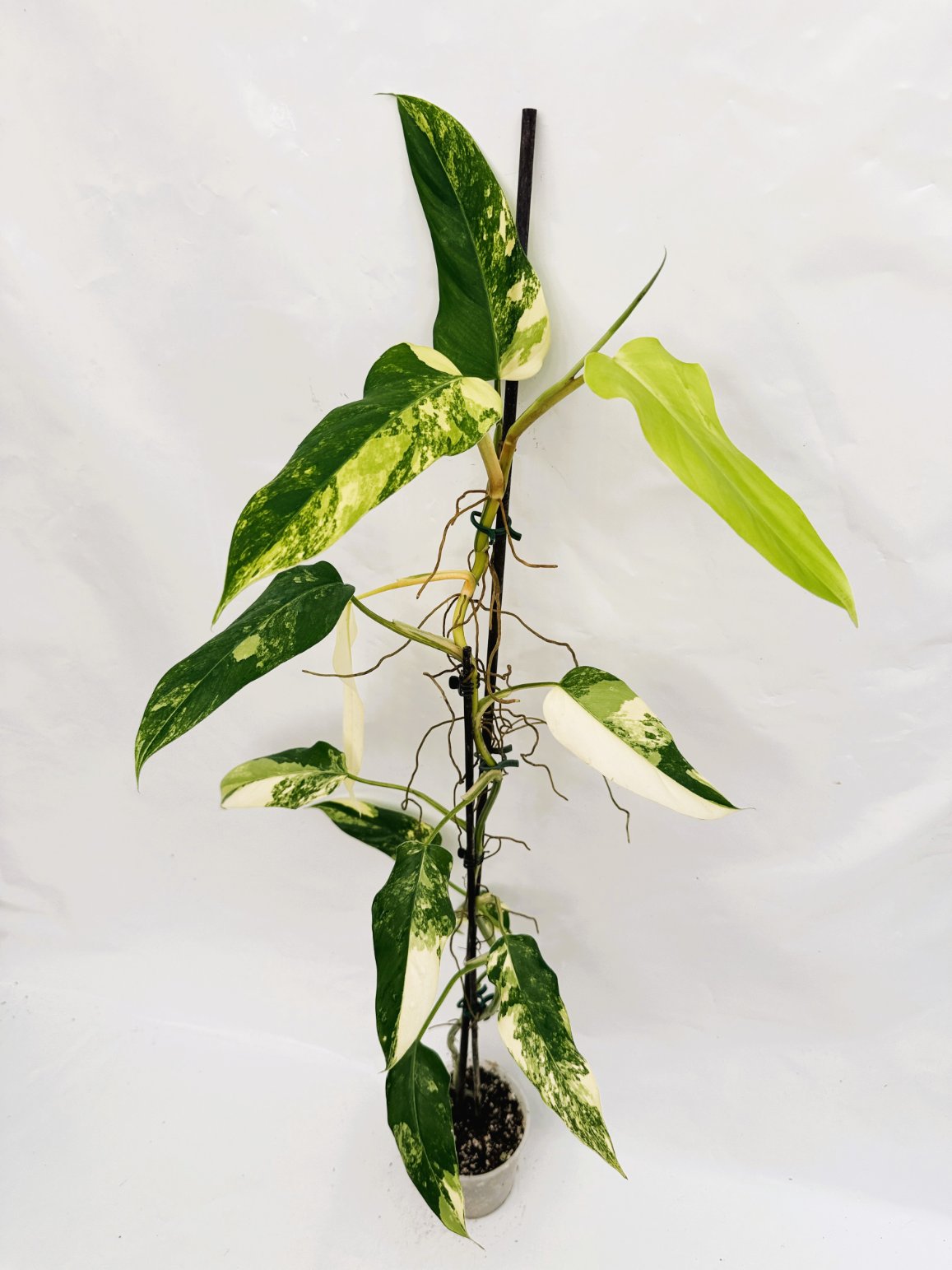 Philodendron_domesticum_variegata