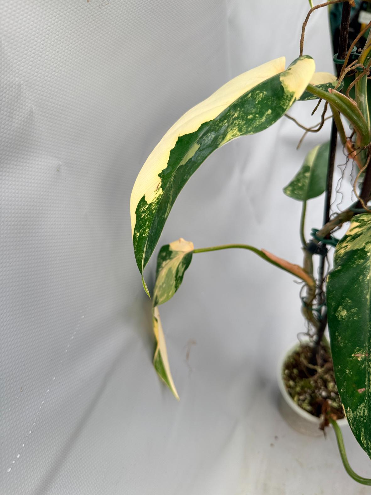 Philodendron Domesticum Variegata XXL  6
