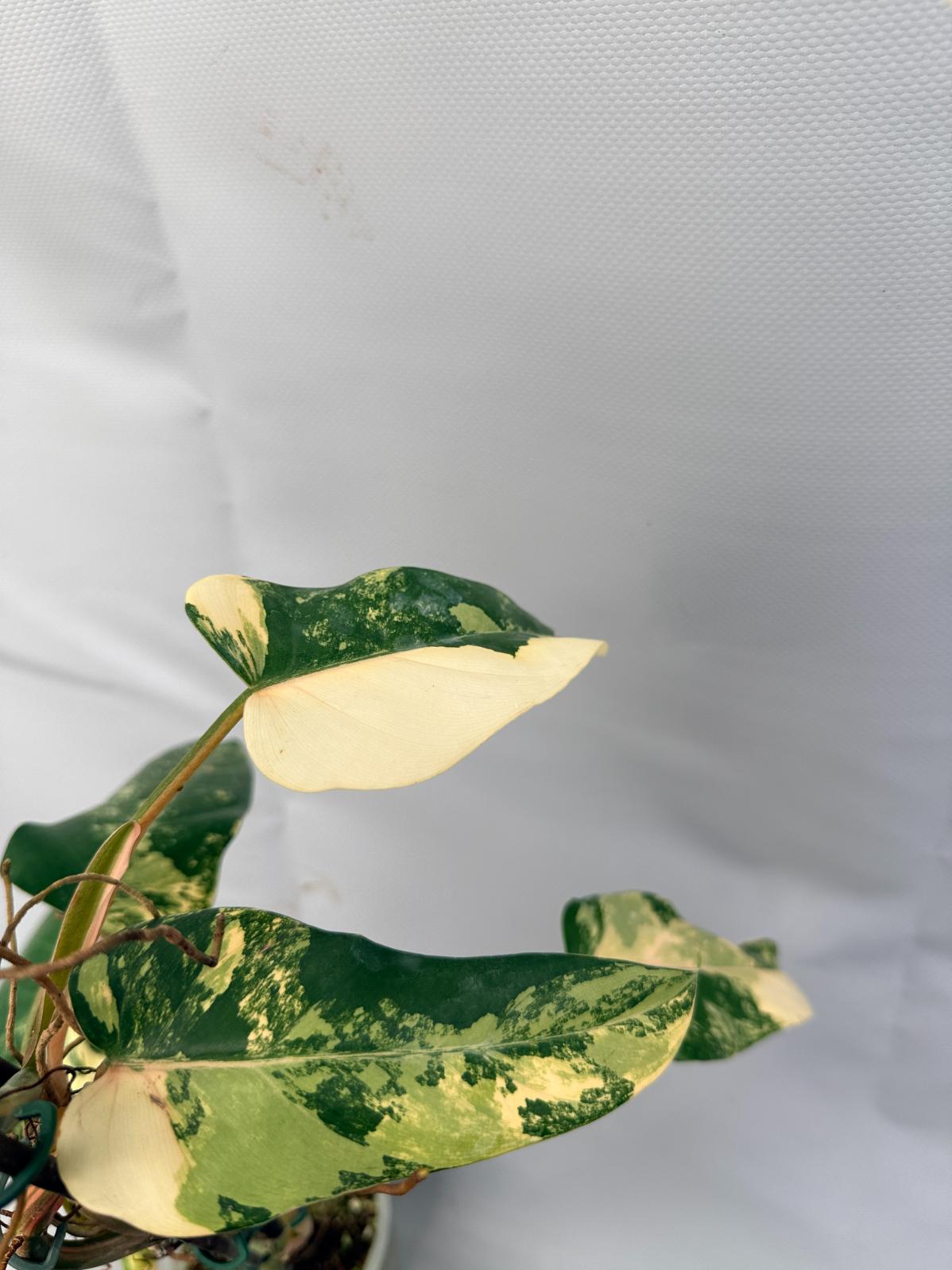 Philodendron Domesticum Variegata XXL 7