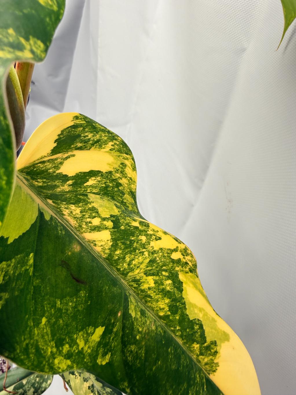 Philodendron Domesticum Variegata XXL  11