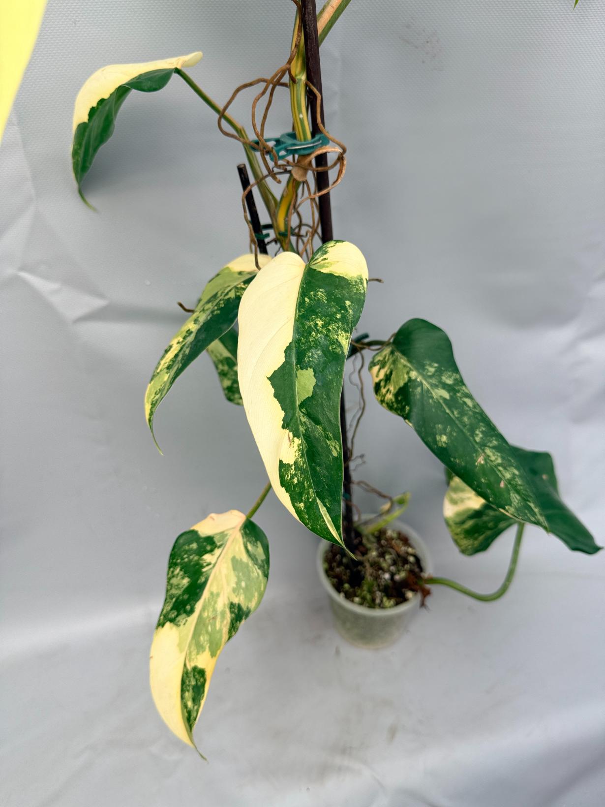Philodendron Domesticum Variegata XXL  2
