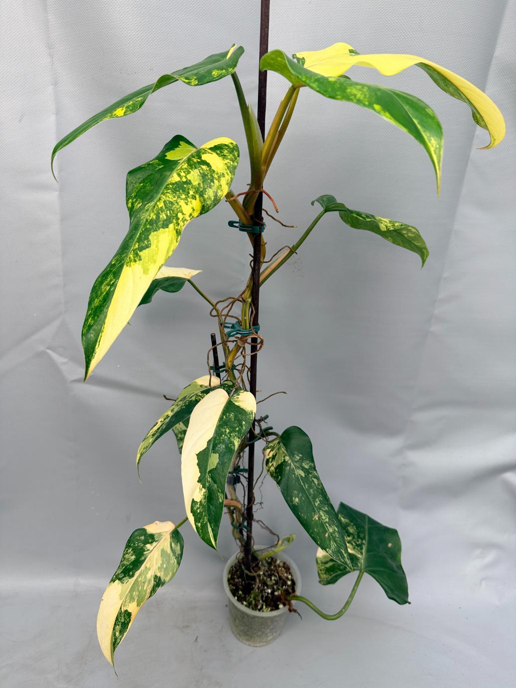 Philodendron Domesticum Variegata XXL  1