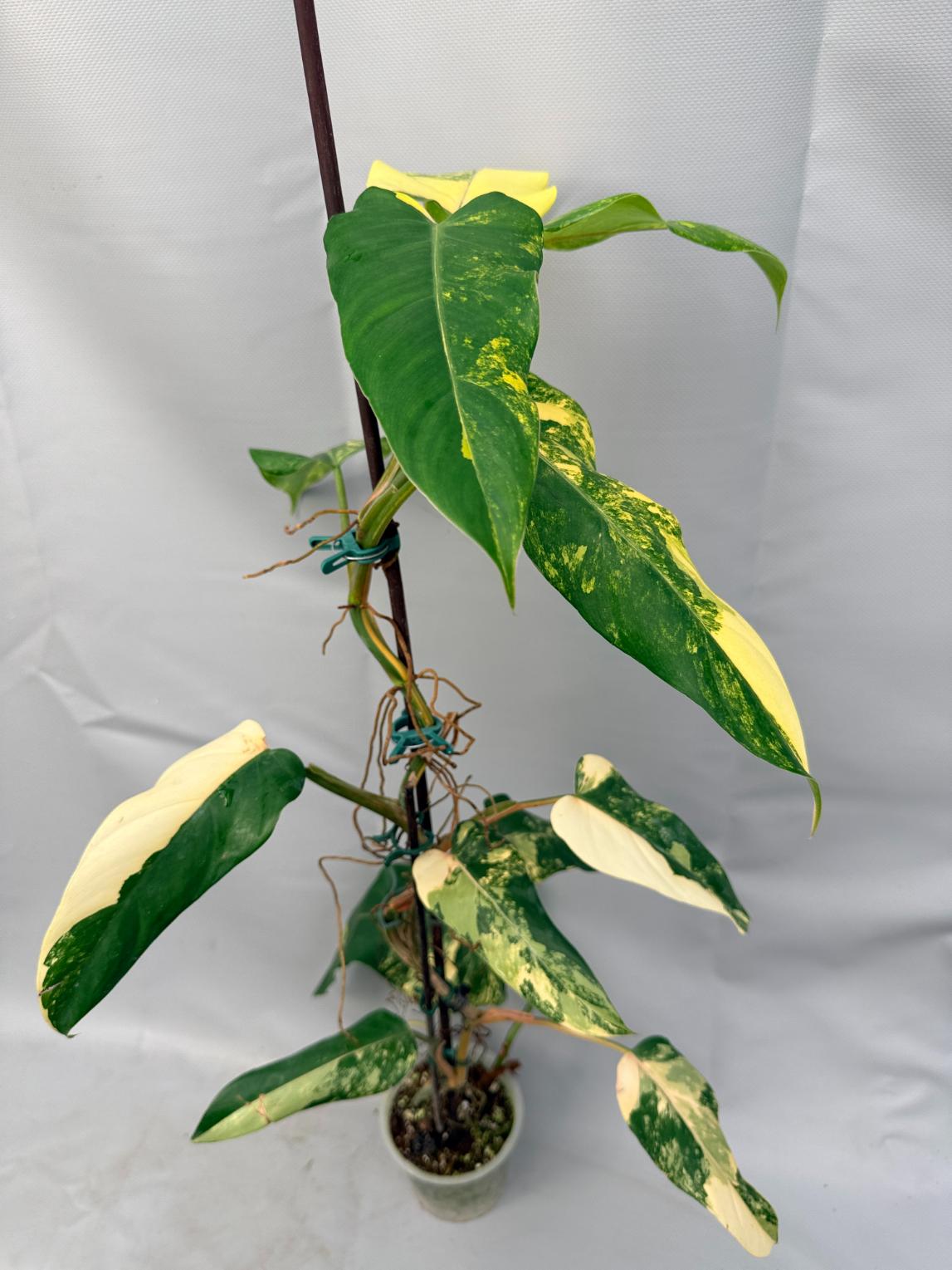 Philodendron Domesticum Variegata XXL  3