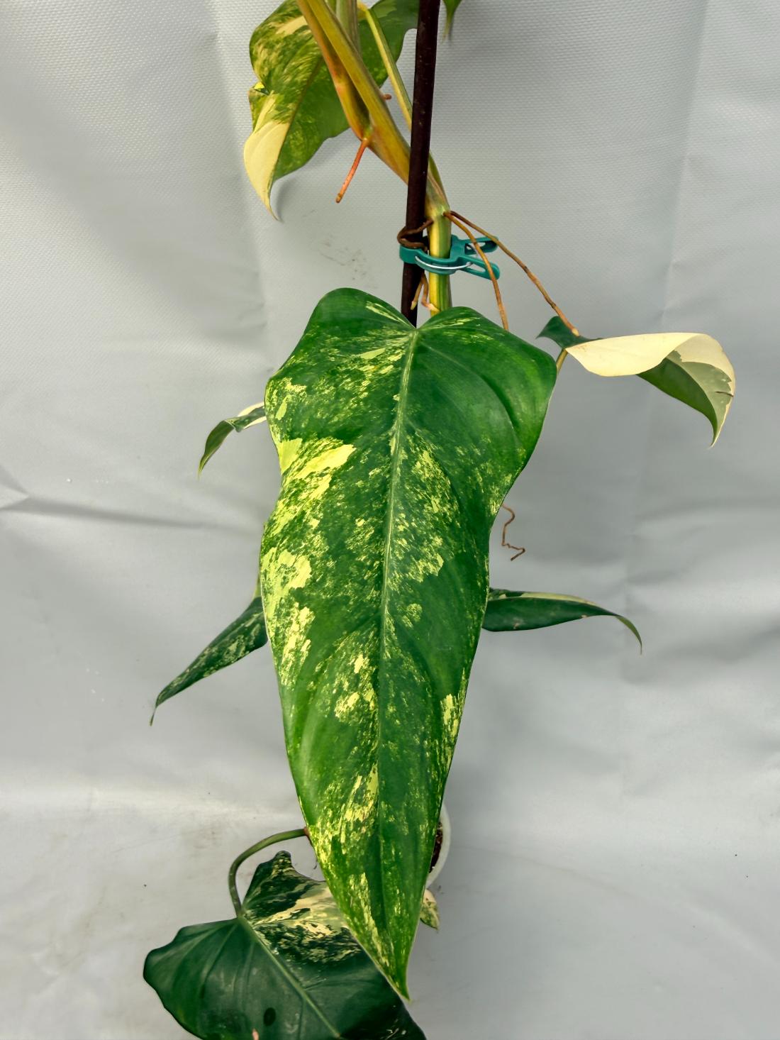 Philodendron Domesticum Variegata XXL  4