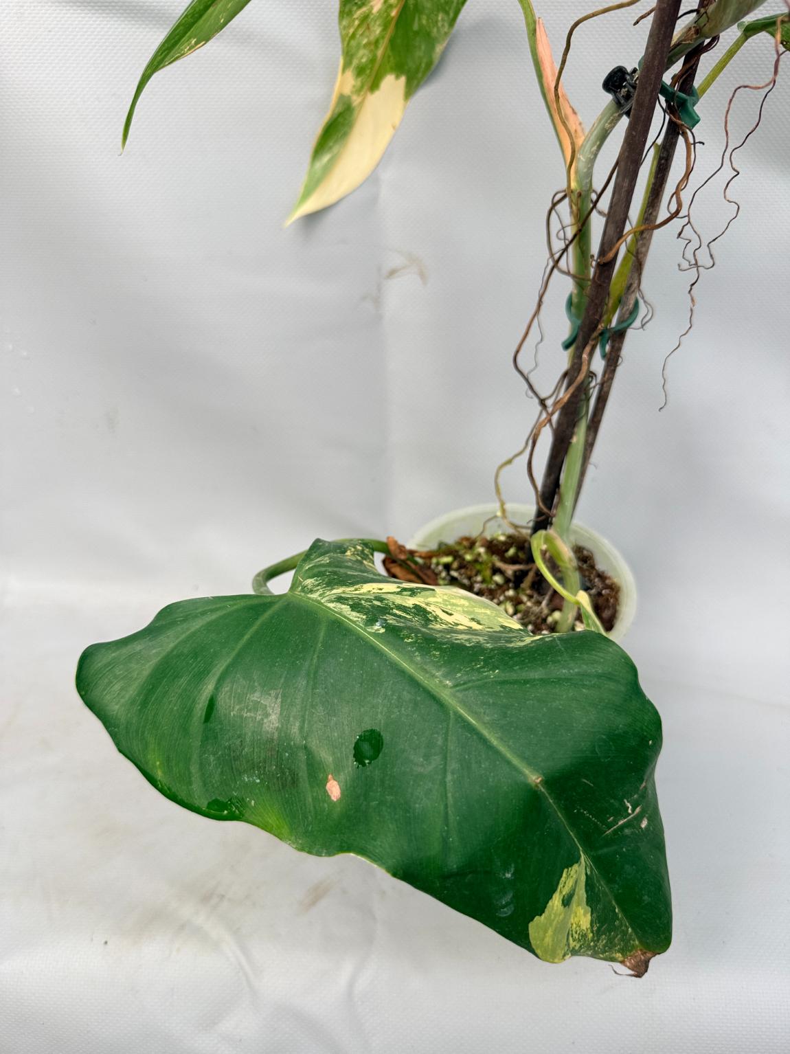 Philodendron Domesticum Variegata XXL  5