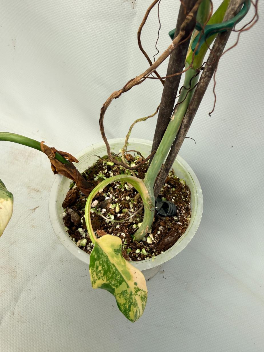Philodendron Domesticum Variegata XXL  8