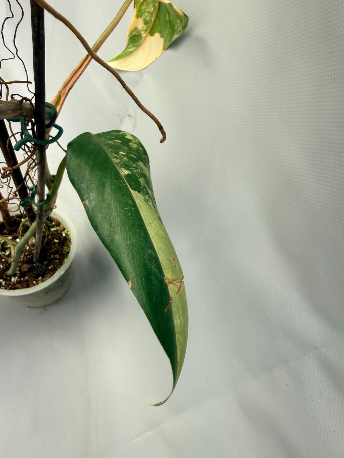 Philodendron Domesticum Variegata XXL  9