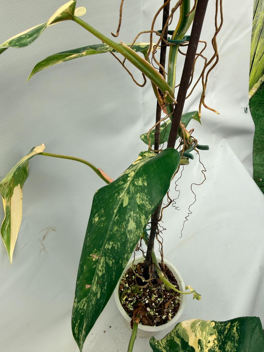 Philodendron Domesticum Variegata XXL 10