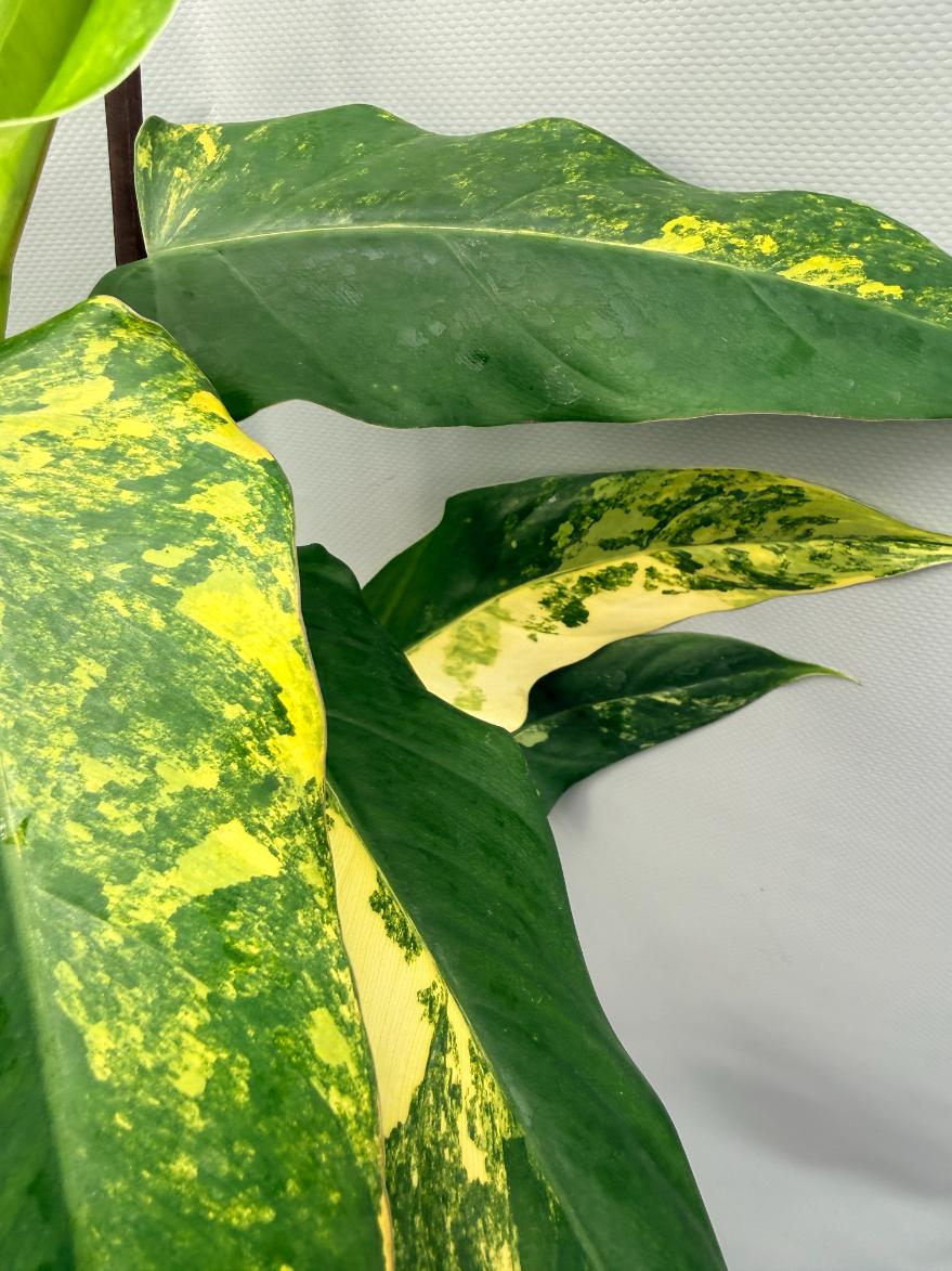 Philodendron Domesticum Variegata XXL 9