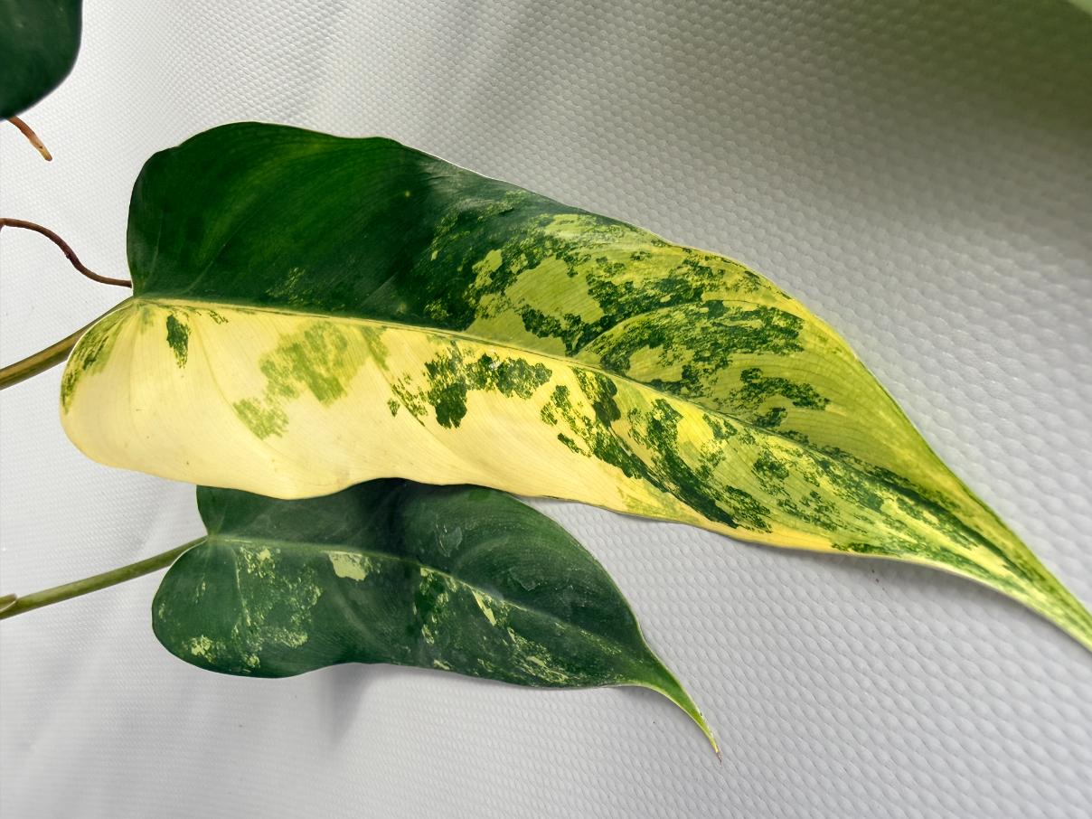 Philodendron Domesticum Variegata XXL 10