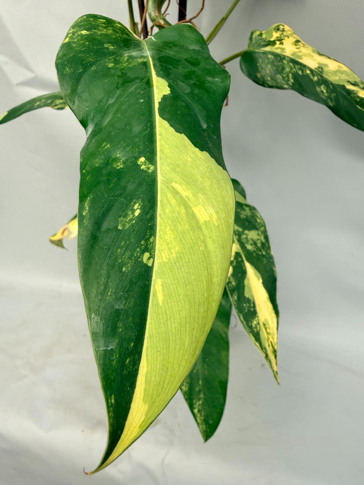Philodendron Domesticum Variegata XXL 11