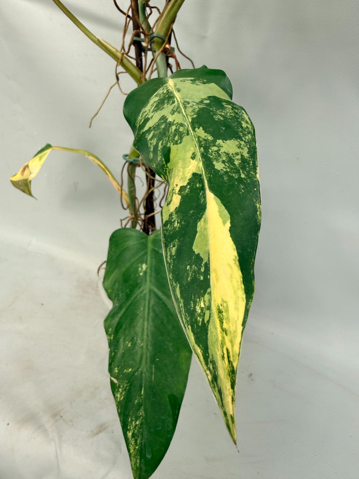 Philodendron Domesticum Variegata XXL 12