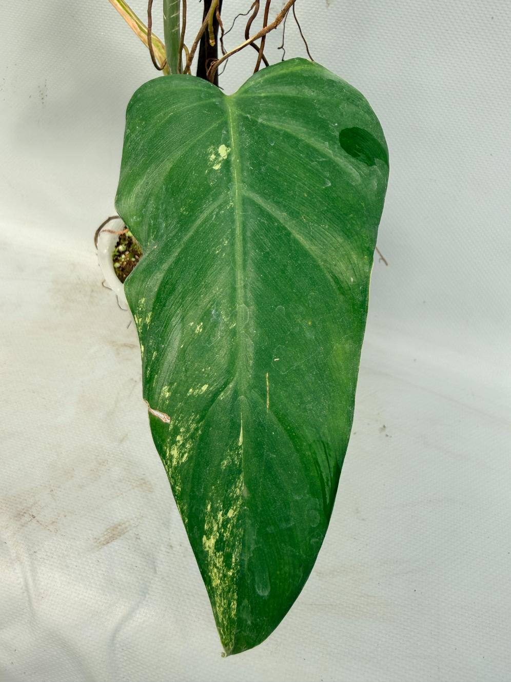 Philodendron Domesticum Variegata XXL 13