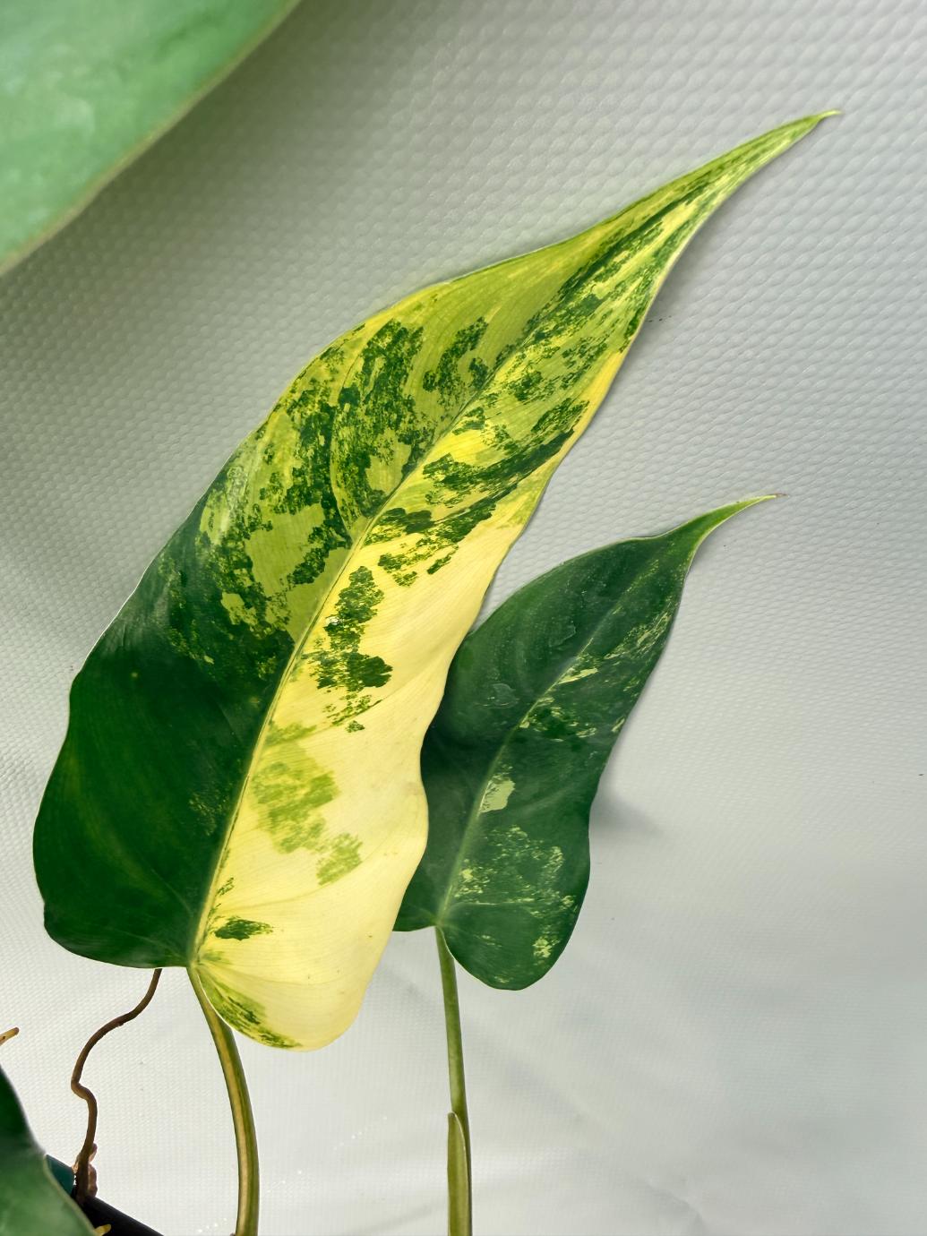 Philodendron Domesticum Variegata XXL 14
