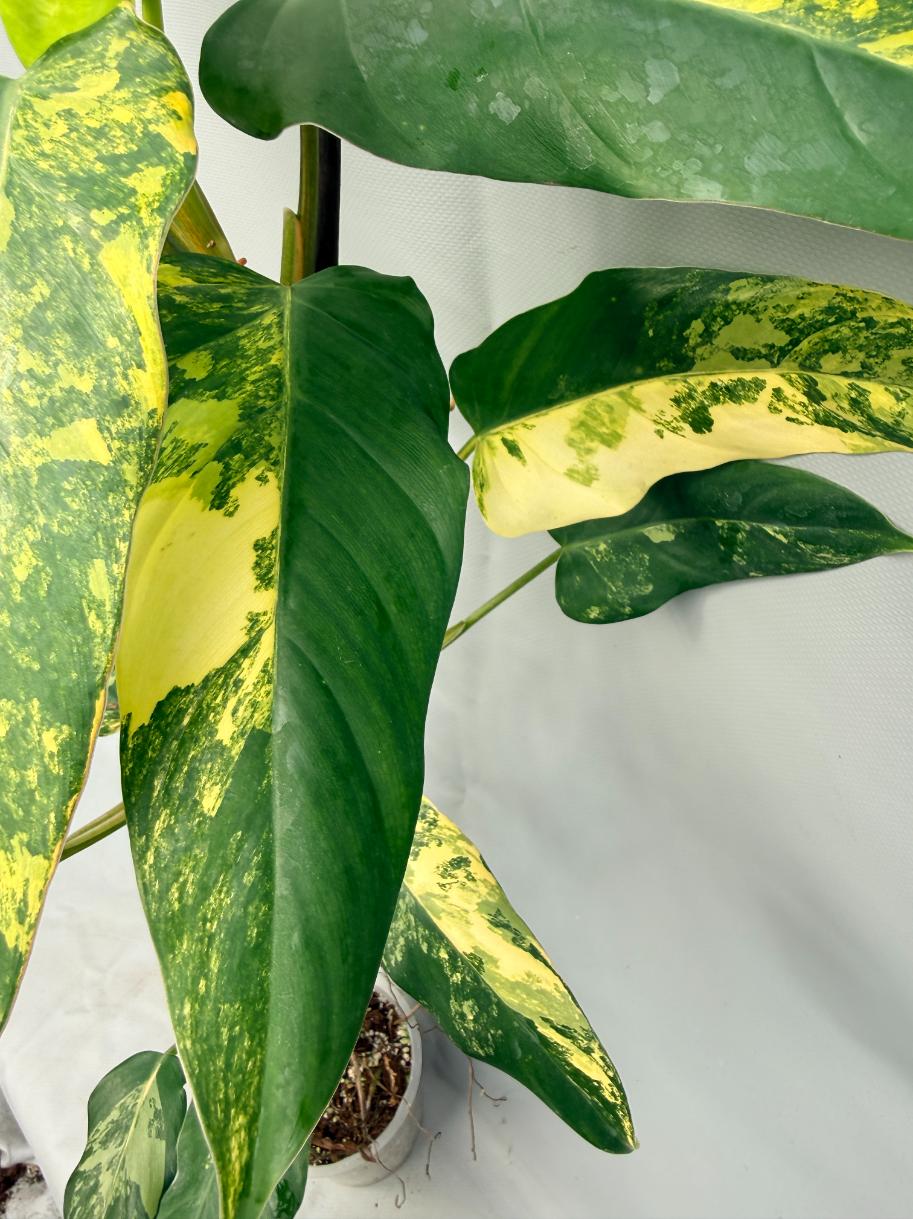 Philodendron Domesticum Variegata XXL 15