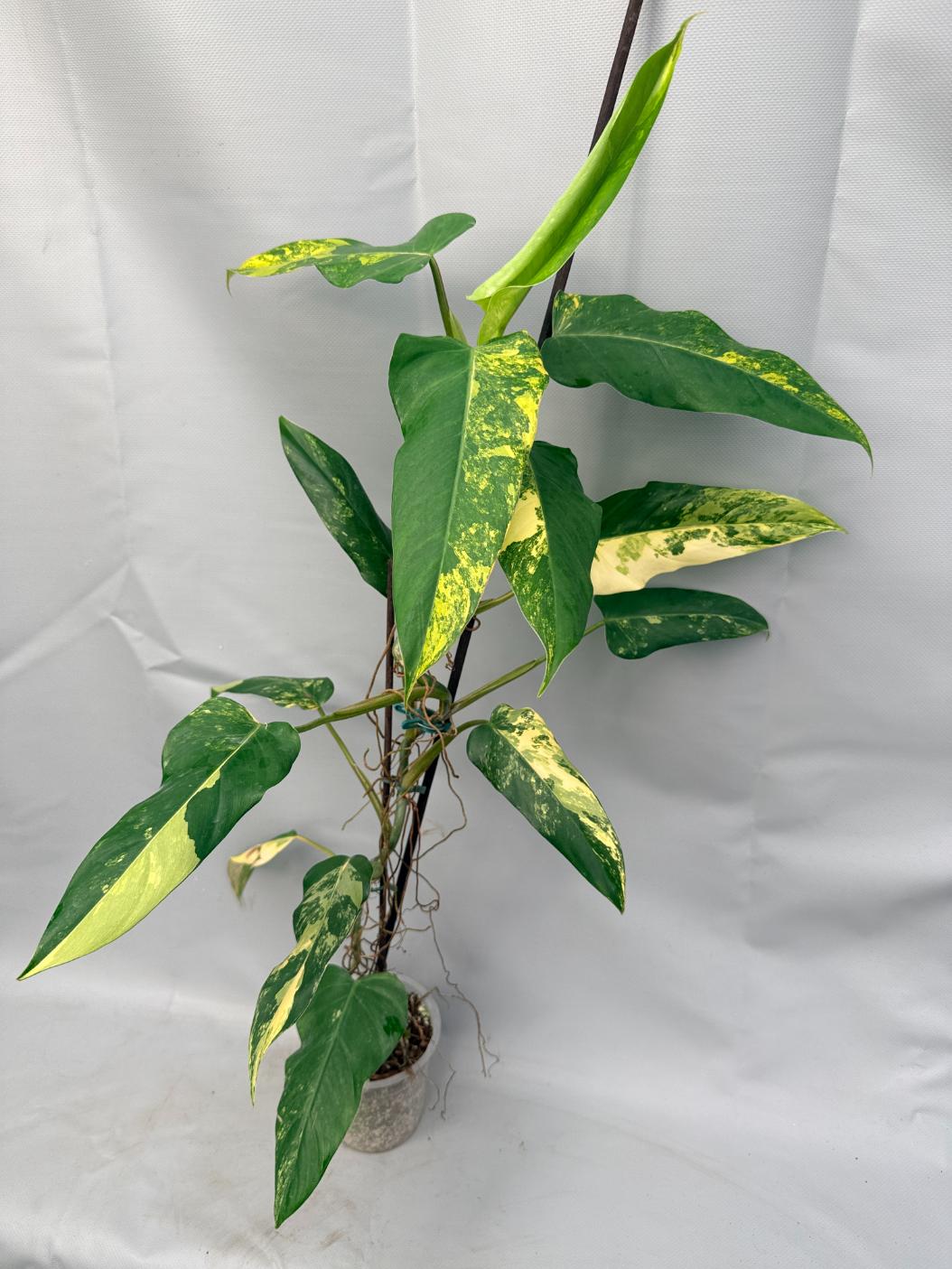 Philodendron Domesticum Variegata XXL 1