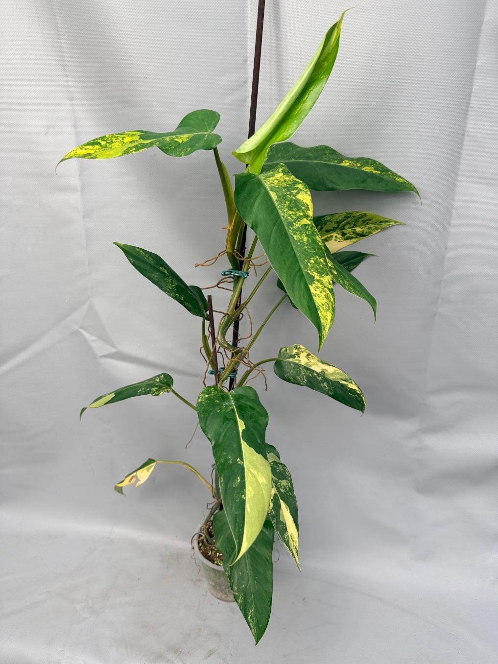 Philodendron Domesticum Variegata XXL 2