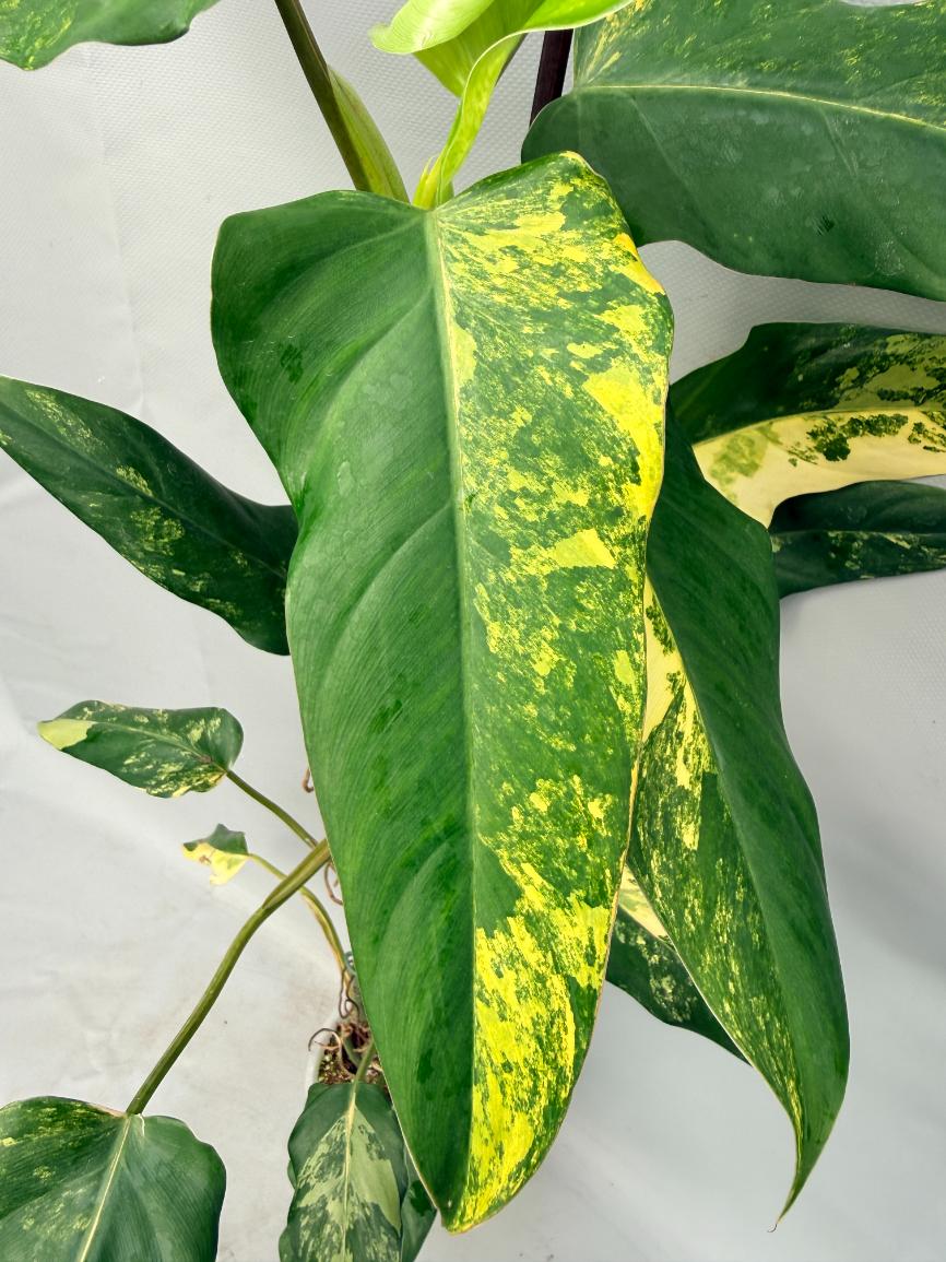 Philodendron Domesticum Variegata XXL 3