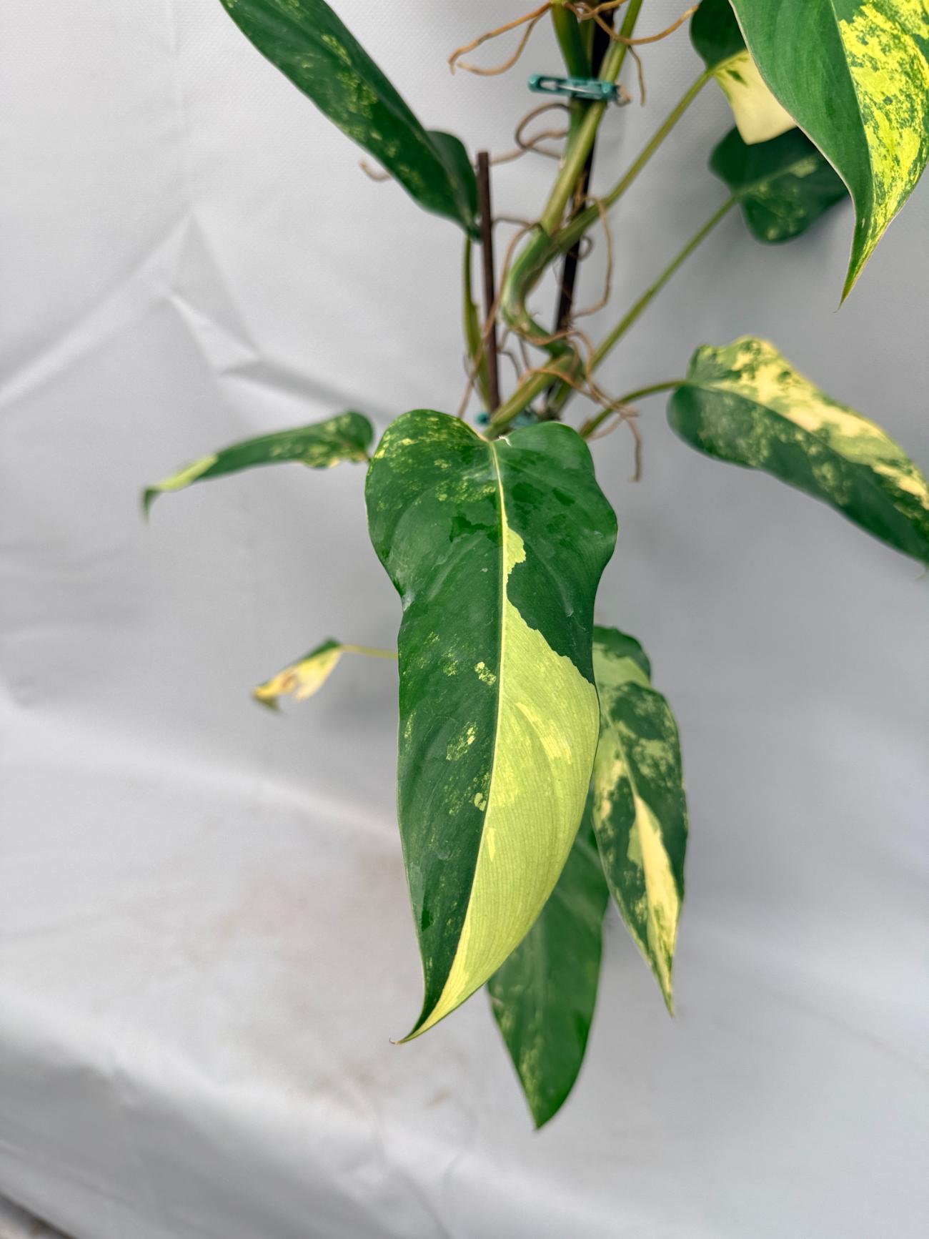 Philodendron Domesticum Variegata XXL 4