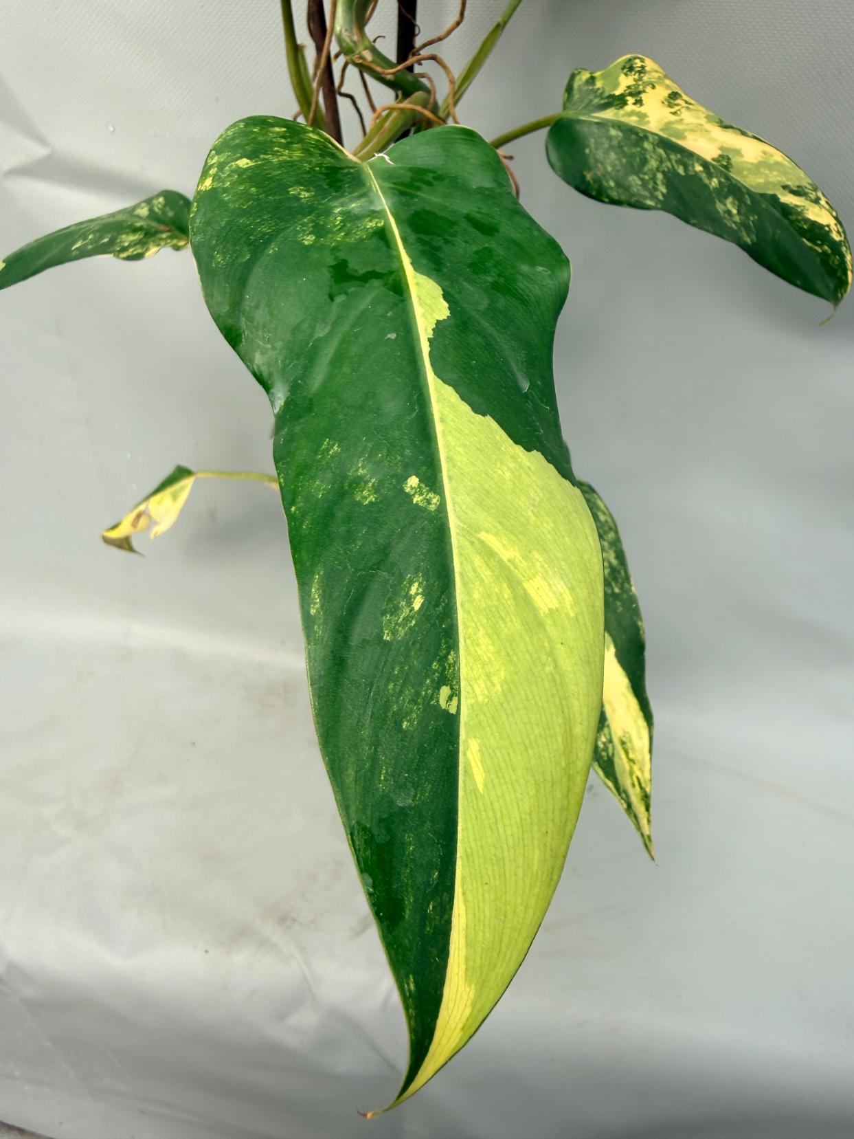 Philodendron Domesticum Variegata XXL 5