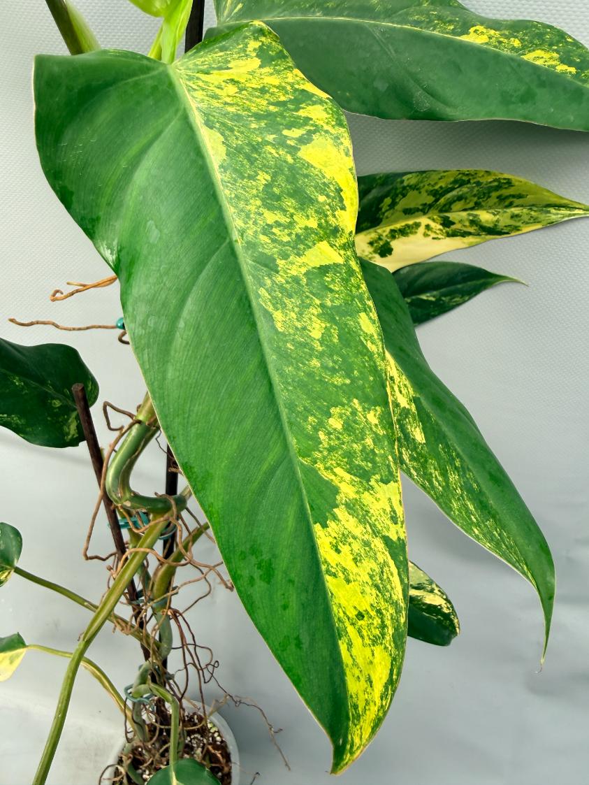 Philodendron Domesticum Variegata XXL 6