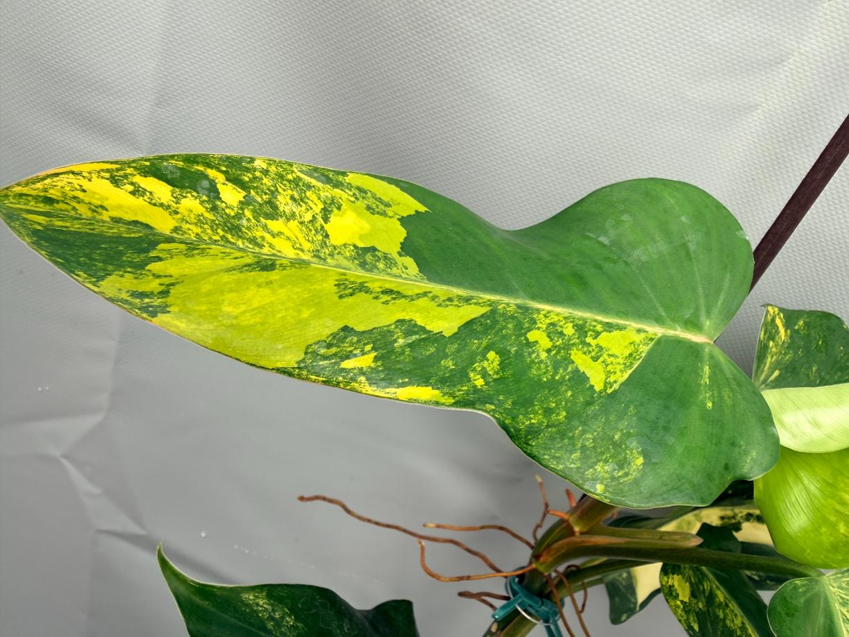 Philodendron Domesticum Variegata XXL 7