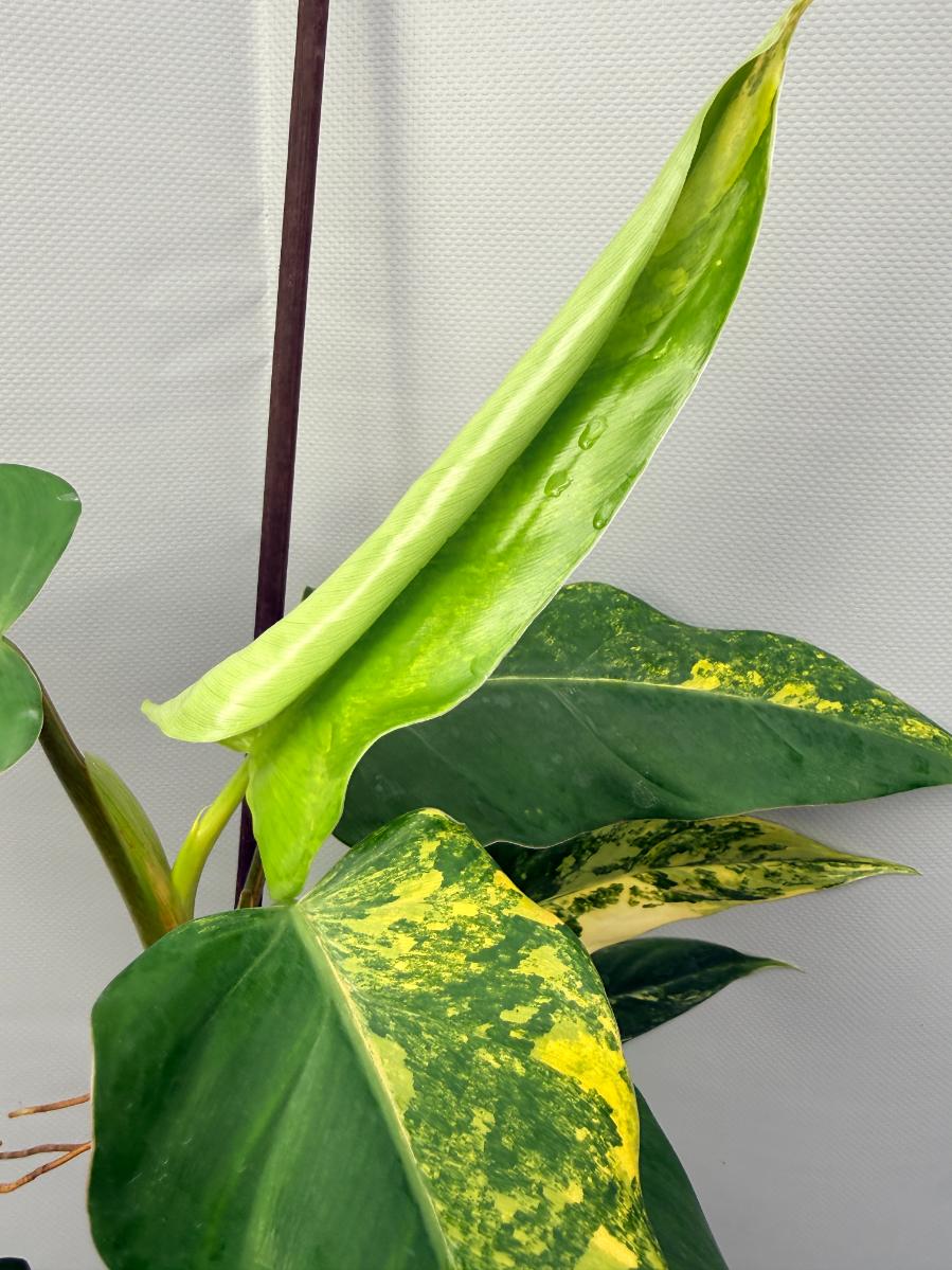 Philodendron Domesticum Variegata XXL 8