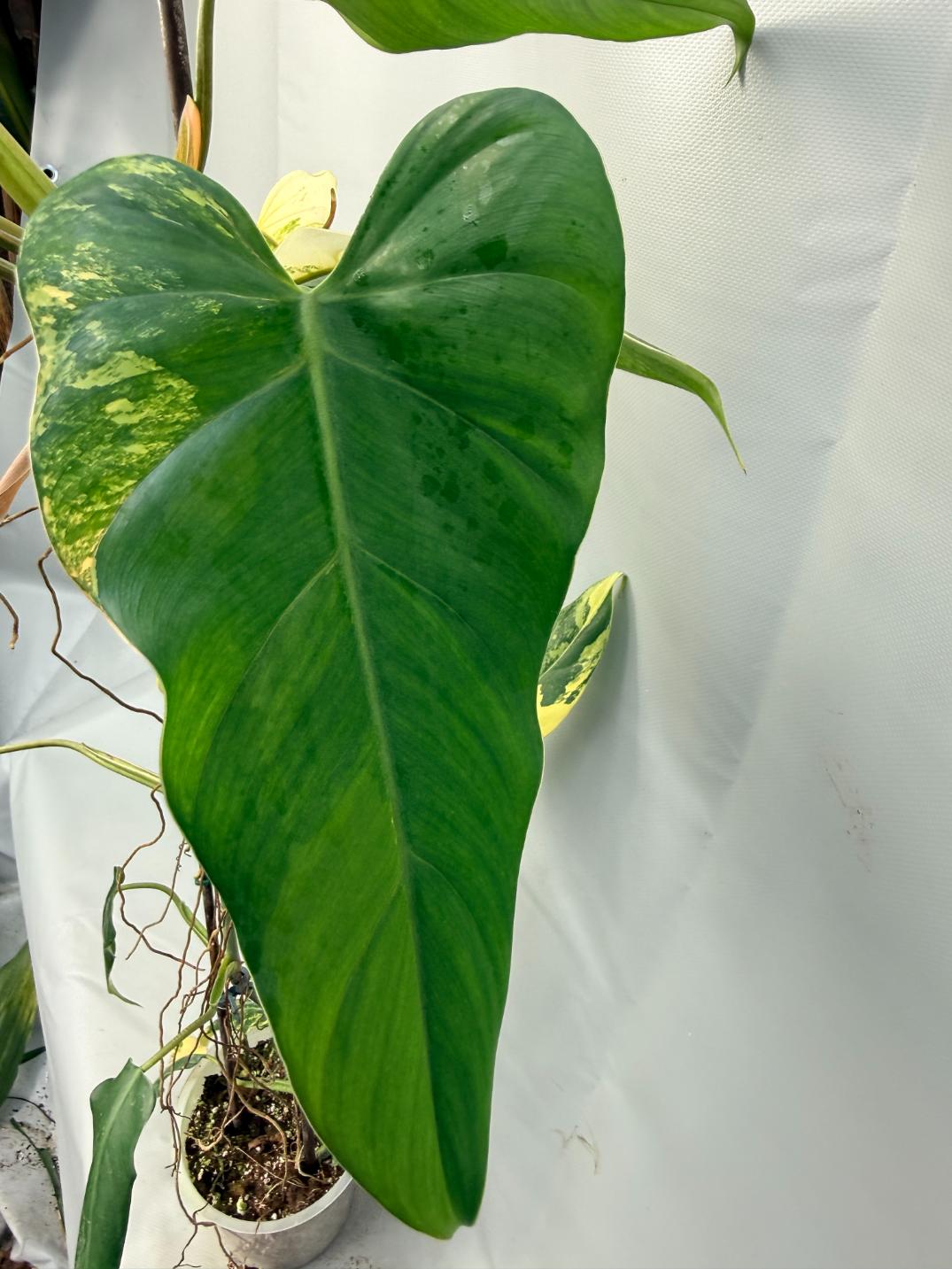 Philodendron Domesticum Variegata XXL  9