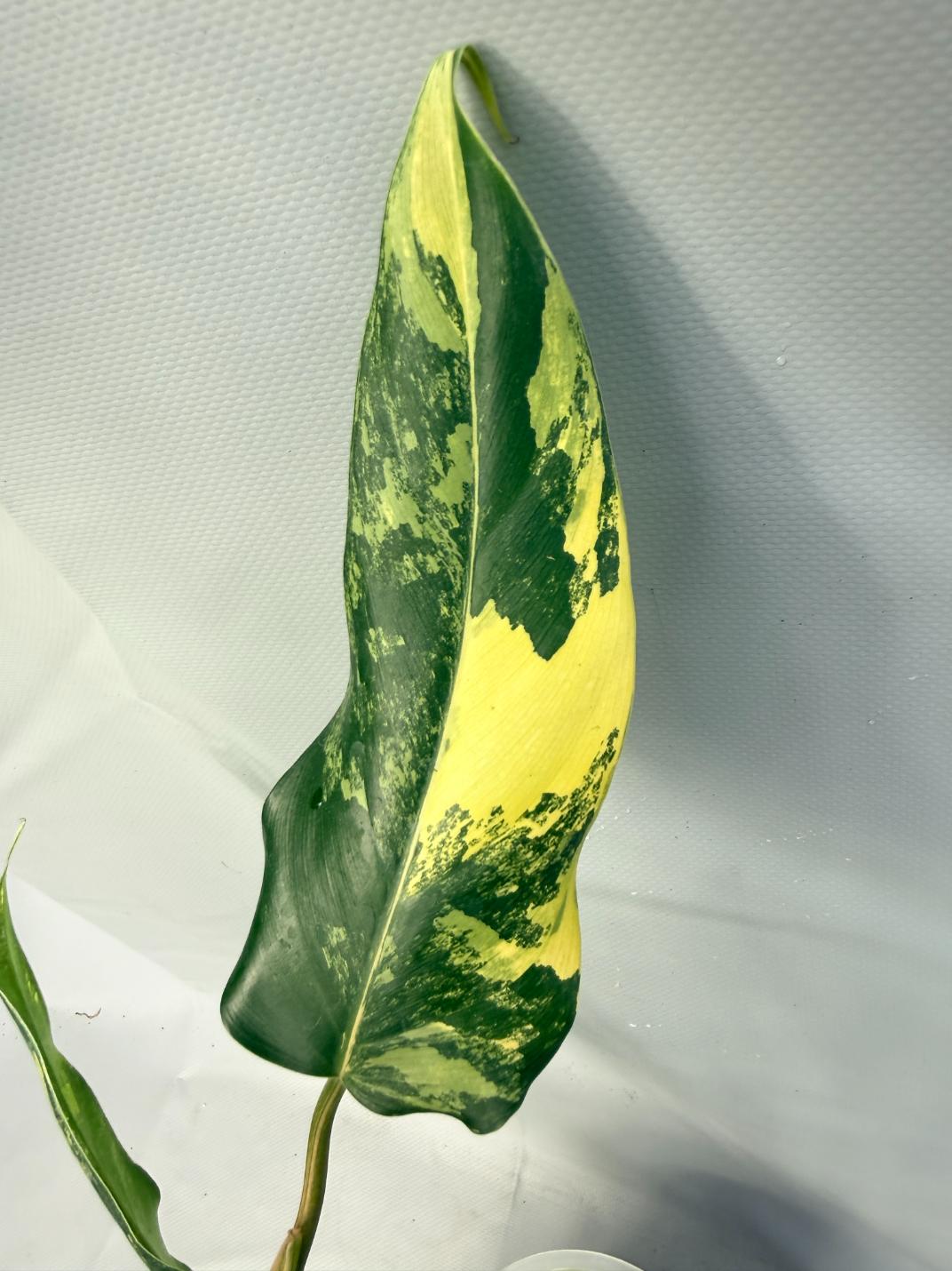 Philodendron Domesticum Variegata XXL  10