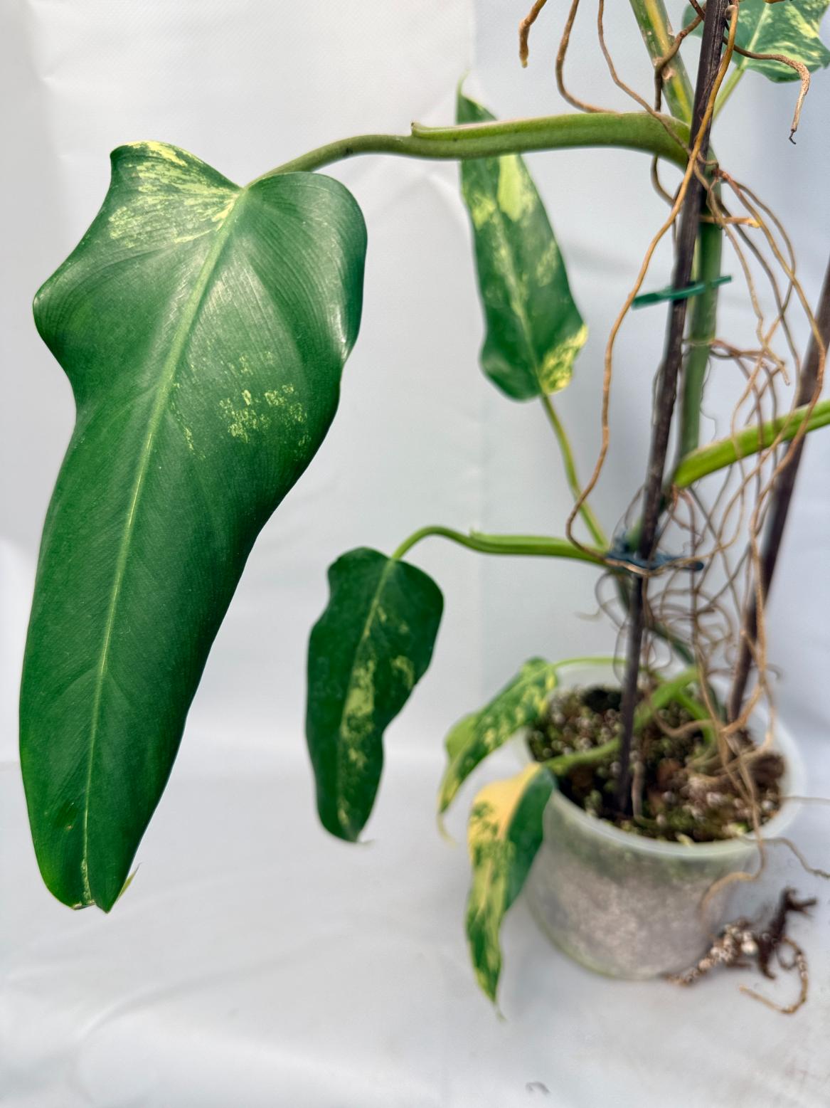 Philodendron Domesticum Variegata XXL  11