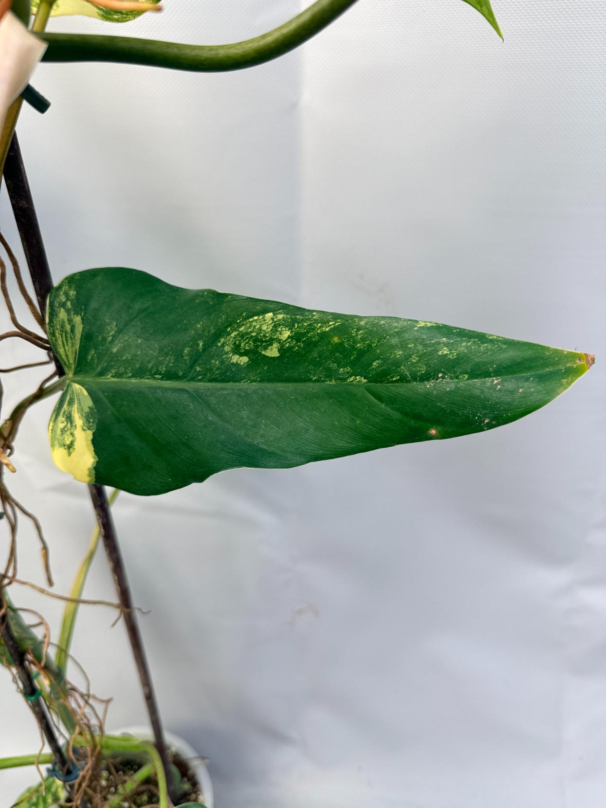 Philodendron Domesticum Variegata XXL  12