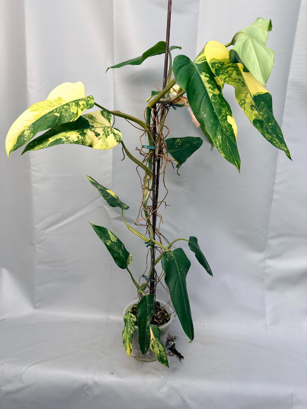 Philodendron Domesticum Variegata XXL  1