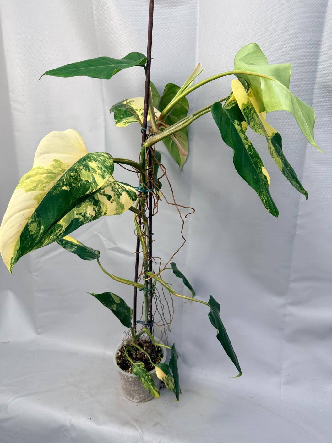 Philodendron Domesticum Variegata XXL  3