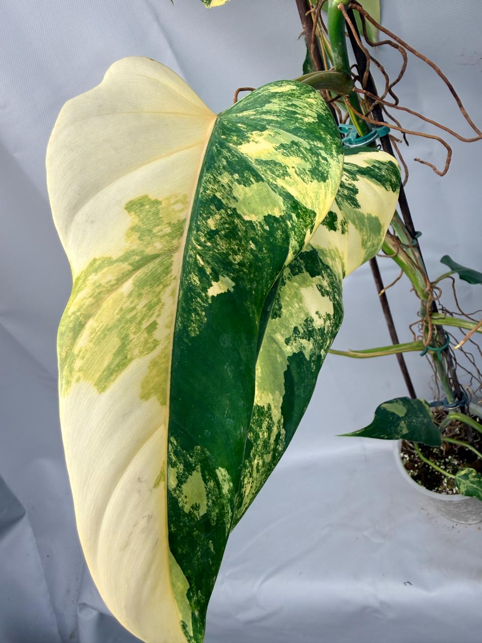 Philodendron Domesticum Variegata XXL  4